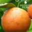 Oranges de Valence Navelines Deluxe 15 kg