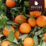 Mandarines de Valence Clemenules Deluxe 10 kg